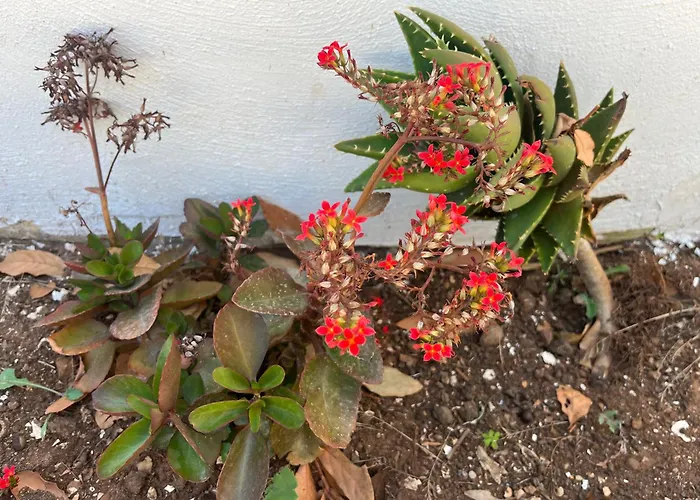 Villino Monte Sant'angelo Holiday home