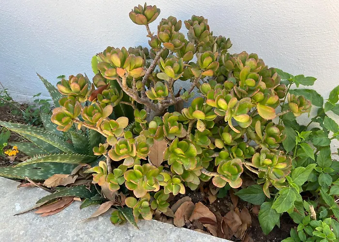 Villino Monte Sant'angelo *