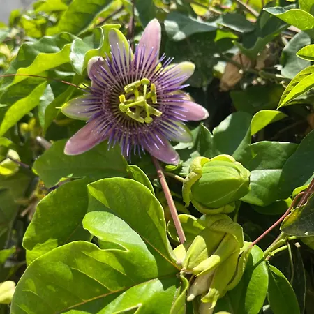 Будинок відпочинку Villino Monte Sant'angelo