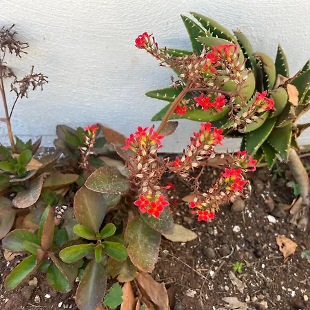 Villino Monte Sant'angelo Будинок відпочинку