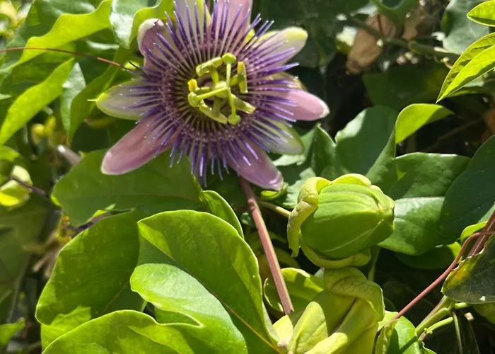 別荘 Villino Monte Sant'angelo